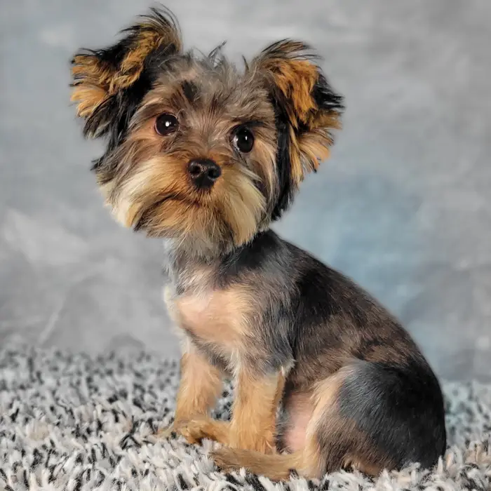Male Yorkie puppy named Andy for sale at Puppy Dreams - Junction City.