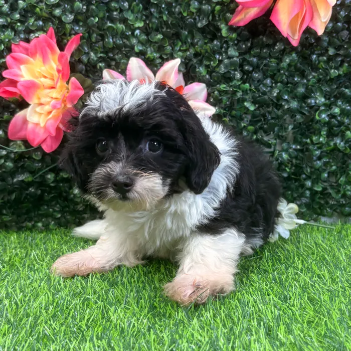 Male Shipoo puppy named Oreo for sale at Puppy Dreams - Wichita West.