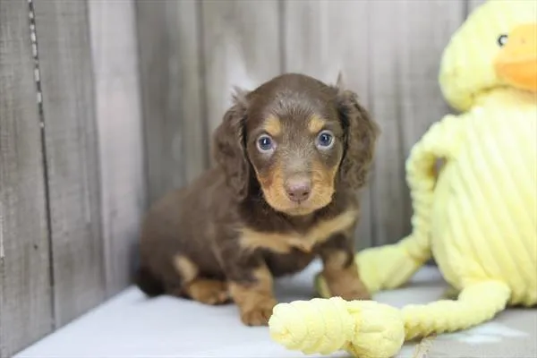 Female Dachshund puppy for sale at Puppy Dreams - Wichita West.