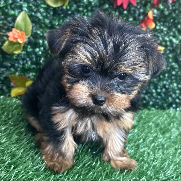 Male Yorkie puppy named Winston for sale at Puppy Dreams - Wichita West.