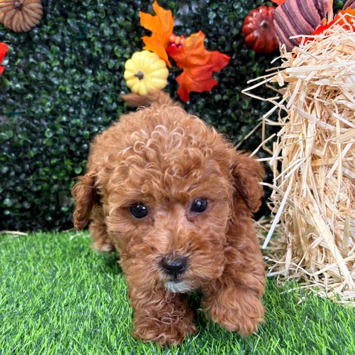 Female Mini Goldendoodle puppy named Roxy for sale at Puppy Dreams - Wichita West.