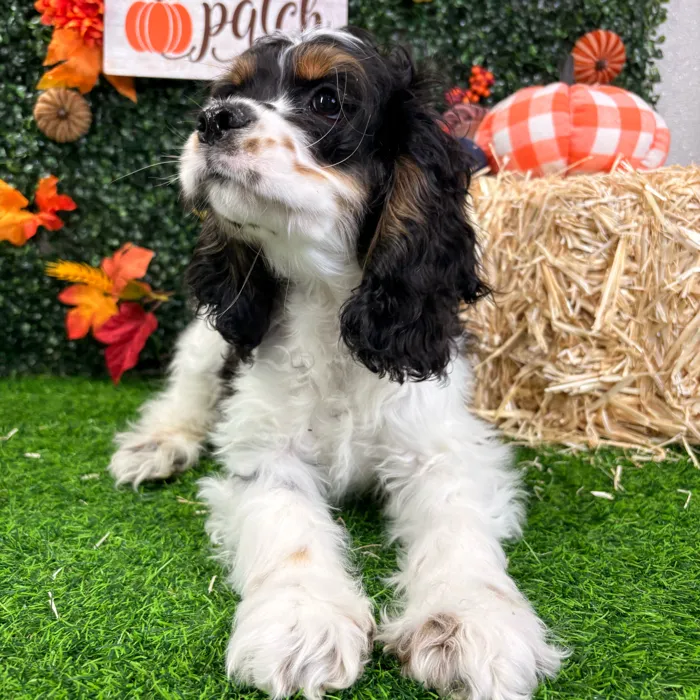 Male Cocker Spaniel puppy named Jerry for sale at Puppy Dreams - Wichita West.