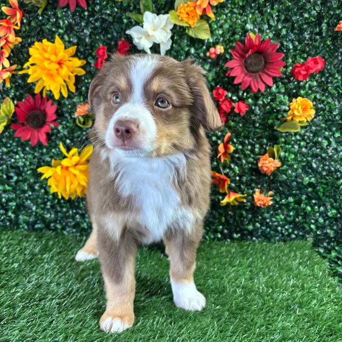 Female Mini Aussie puppy named Beauty for sale at Puppy Dreams - Wichita West.