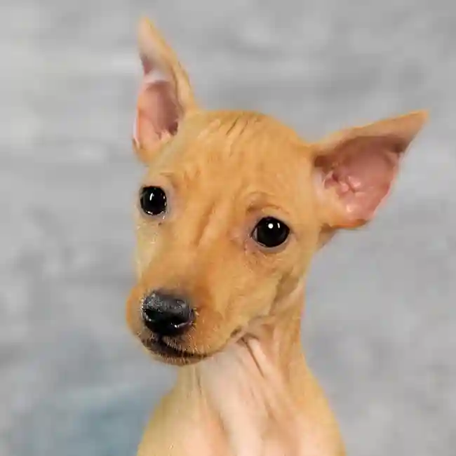Female Min Pin puppy named Sandy for sale at Puppy Dreams - Junction City.