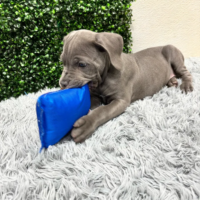 Female Cane Corso puppy named Vera for sale at Puppy Dreams - Wichita West.