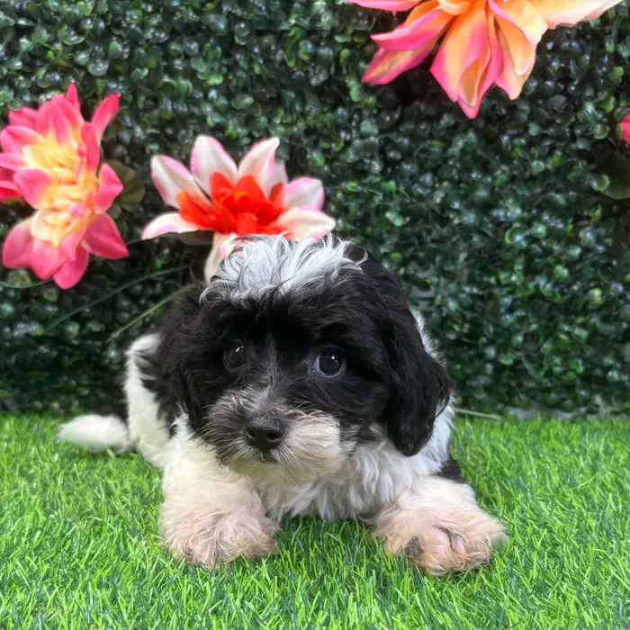 Male Shipoo puppy named Oreo for sale at Puppy Dreams - Wichita West.