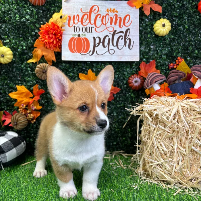 Female Pembroke Welsh Corgi puppy named Lilo for sale at Puppy Dreams - Wichita West.