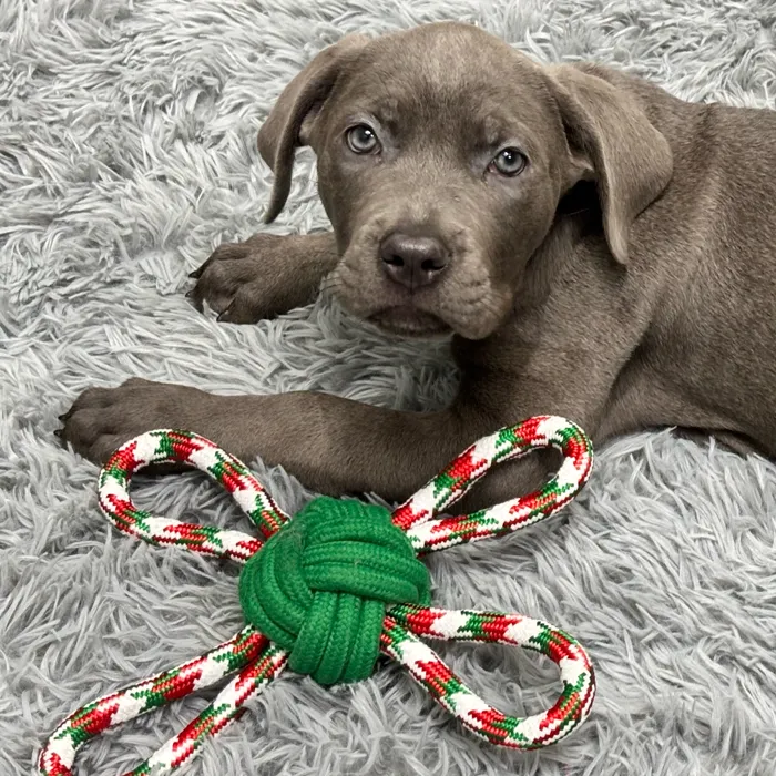 Female Cane Corso puppy named Elle for sale at Puppy Dreams - Junction City.