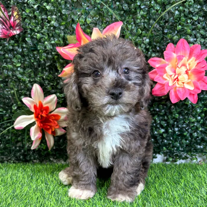 Male Bichon-Poodle puppy named Parker for sale at Puppy Dreams - Wichita West.