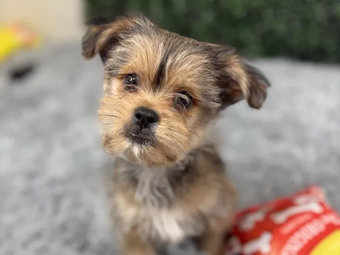 Male Shorkie puppy named Eeyore for sale at Puppy Dreams - Junction City.