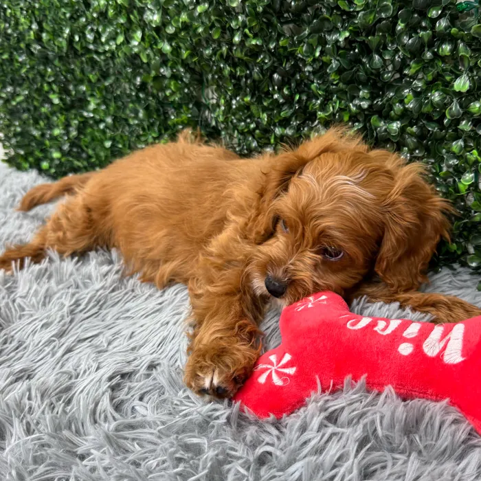 Male Cavapoo puppy named Theo for sale at Puppy Dreams - Wichita West.