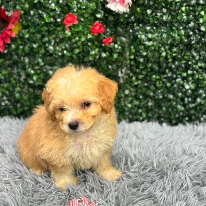 Male Bichon-Poodle puppy named Buttercup for sale at Puppy Dreams - Wichita West.