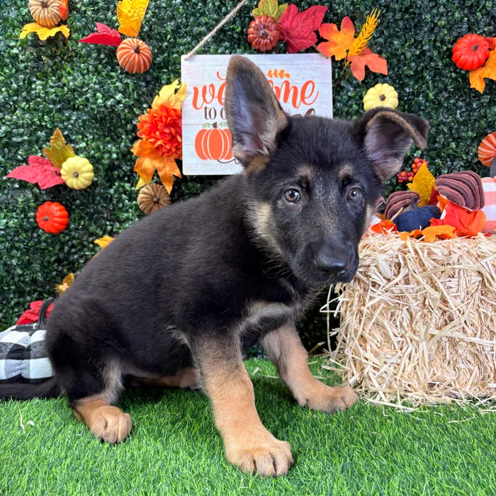 Male German Shepherd puppy named Buck for sale at Puppy Dreams - Wichita West.