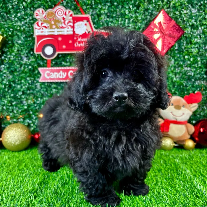 Male Shipoo puppy named Eclipse for sale at Puppy Dreams - Junction City.