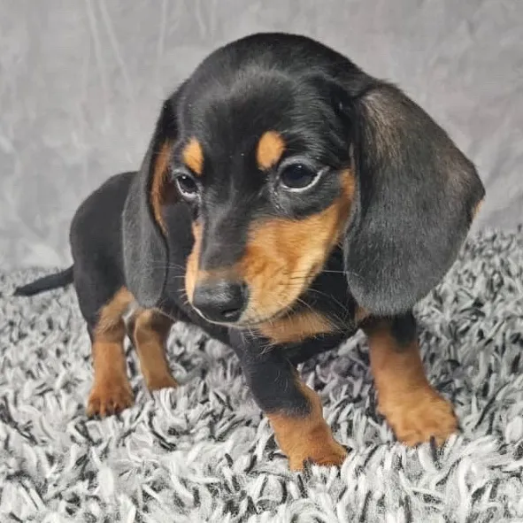 Female Dachshund puppy named Lola for sale at Puppy Dreams - Junction City.