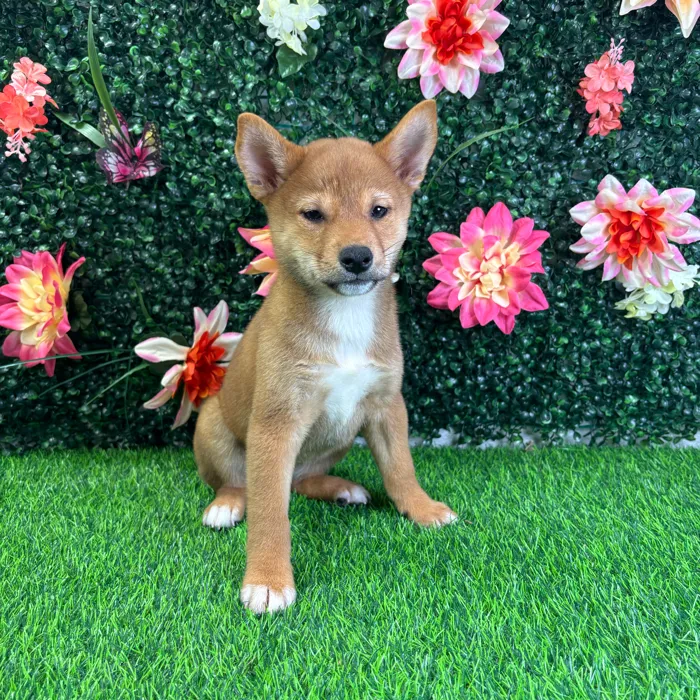 Female Shiba Inu puppy named Oni for sale at Puppy Dreams - Wichita West.