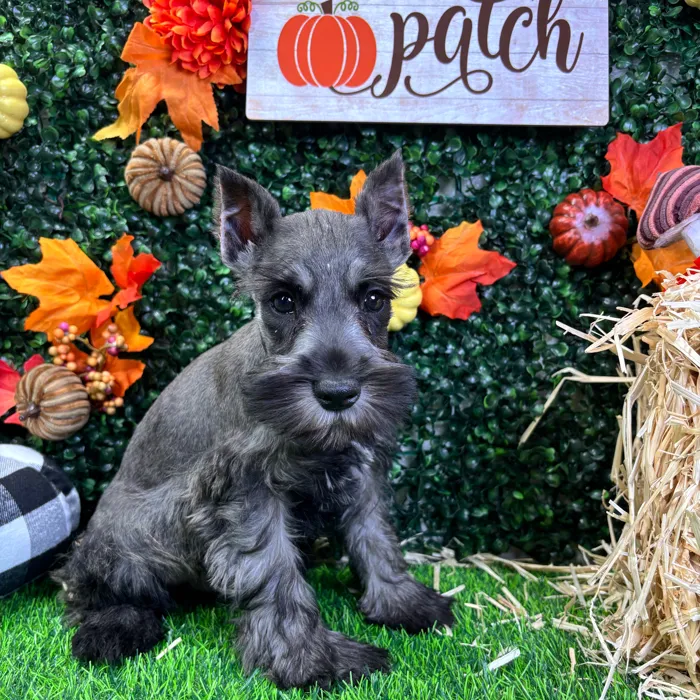 Male Mini Schnauzer puppy named Stitch for sale at Puppy Dreams - Junction City.