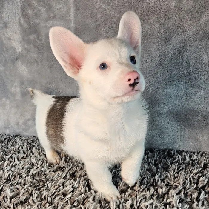 Male Welsh Corgi puppy named Cow for sale at Puppy Dreams - Junction City.