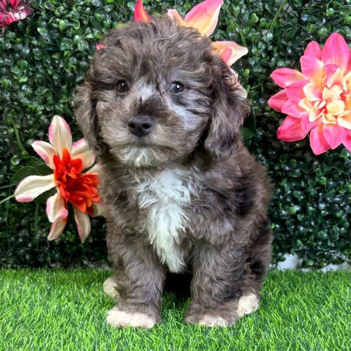 Male Bichon-Poodle puppy named Parker for sale at Puppy Dreams - Wichita West.