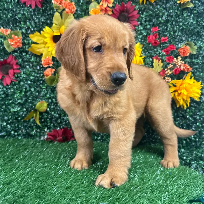 Female Golden Retriever puppy named Zara for sale at Puppy Dreams - Wichita West.