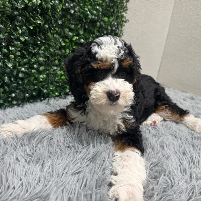 Female Bernedoodle-Mini Poodle puppy named Monica for sale at Puppy Dreams - Wichita West.