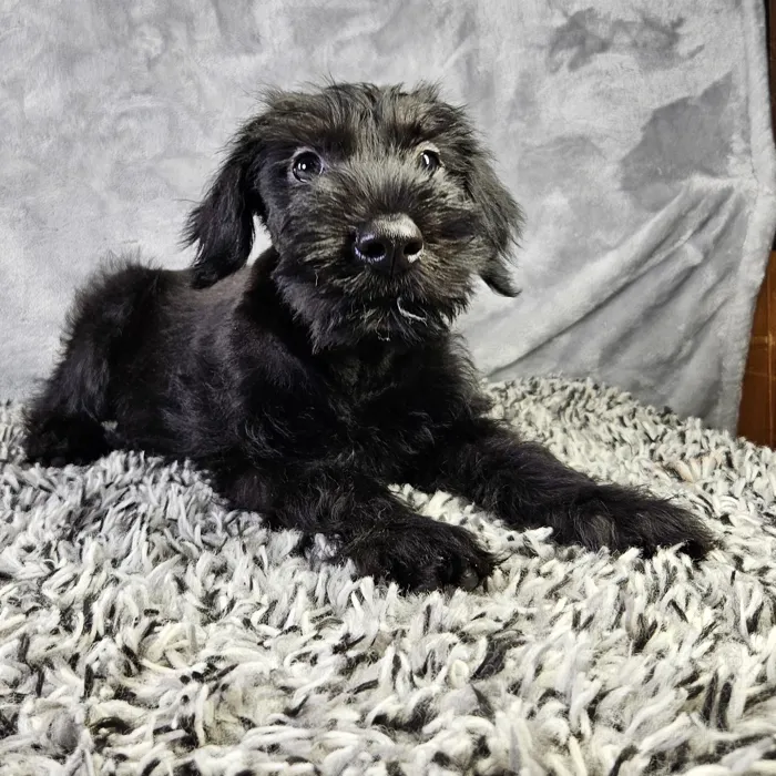 Male Giant Schnauzer puppy named Spooky for sale at Puppy Dreams - Junction City.