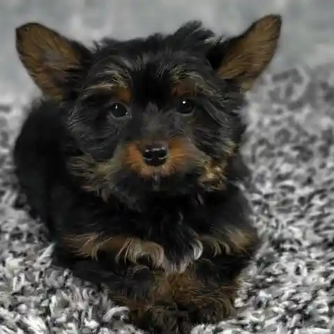 Male Yorkie puppy named Bear for sale at Puppy Dreams - Junction City.