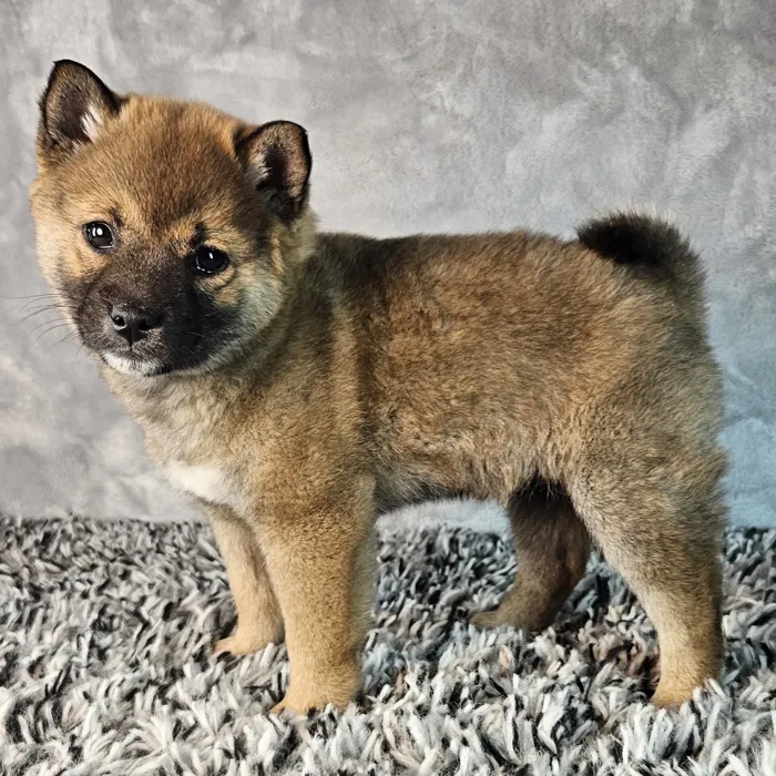 Male Shiba Inu puppy named Roo for sale at Puppy Dreams - Junction City.