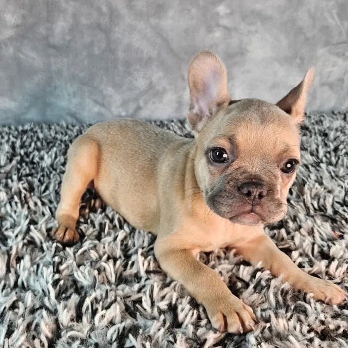 Female French Bulldog puppy named Violet for sale at Puppy Dreams - Junction City.