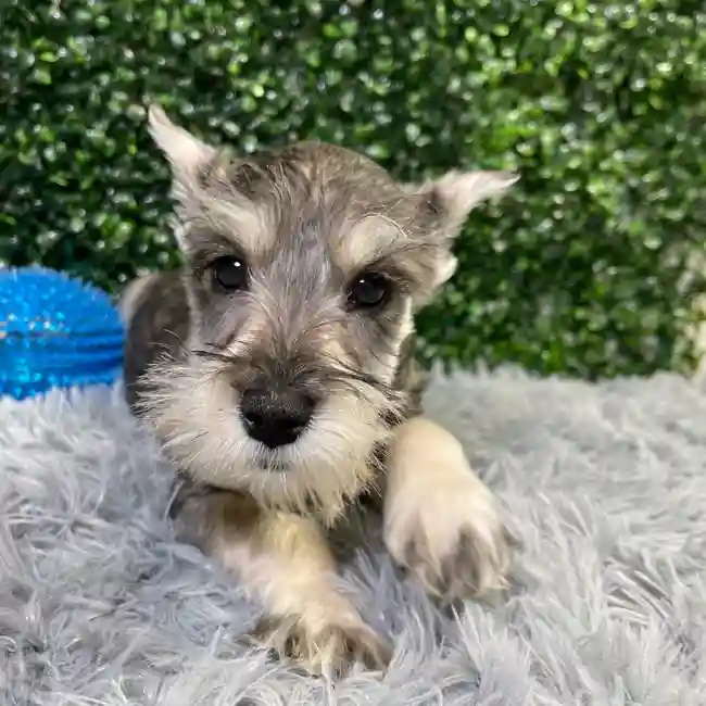 Male Mini Schnauzer puppy named Trent for sale at Puppy Dreams - Wichita West.