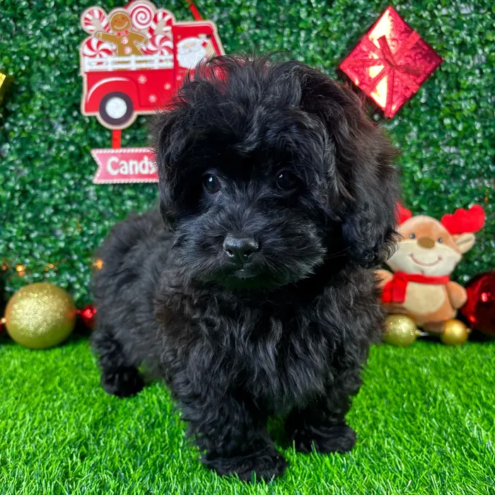 Male Shipoo puppy named Eclipse for sale at Puppy Dreams - Junction City.