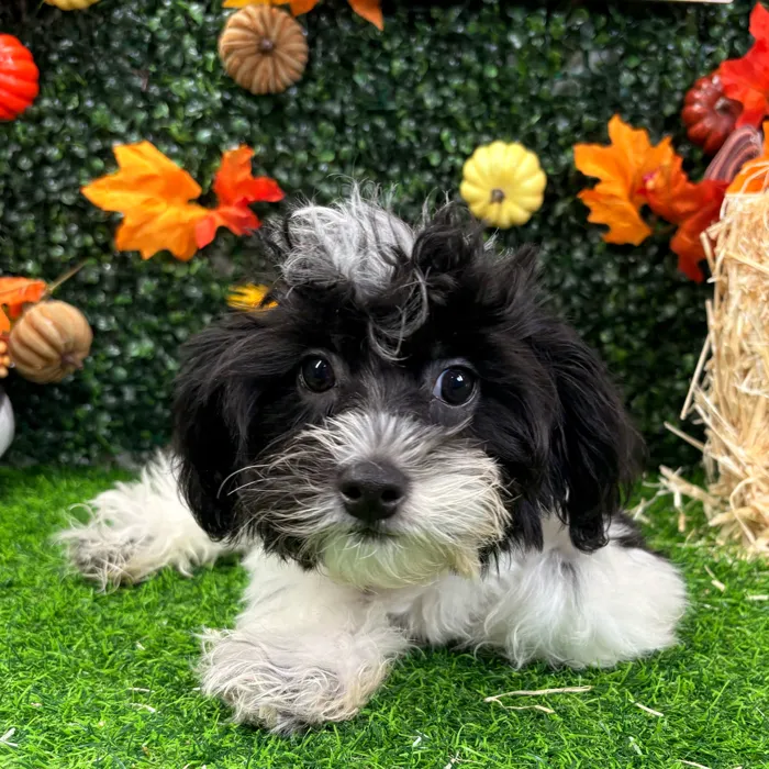 Male Shipoo puppy named Oreo for sale at Puppy Dreams - Wichita West.