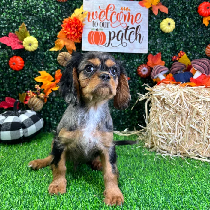 Male Cavalier King Charles Spaniel puppy named Pierre for sale at Puppy Dreams - Junction City.