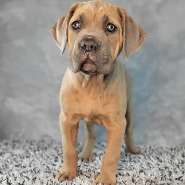 Male Cane Corso puppy named Hermes for sale at Puppy Dreams - Junction City.