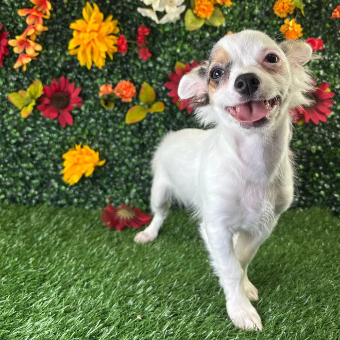 Male Chihuahua puppy named Eggnog for sale at Puppy Dreams - Wichita West.