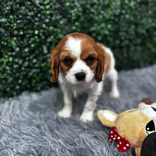 Female Cavalier King Charles Spaniel puppy named Helen for sale at Puppy Dreams - Wichita West.