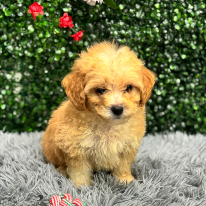Male Bichon-Poodle puppy named Buttercup for sale at Puppy Dreams - Wichita West.