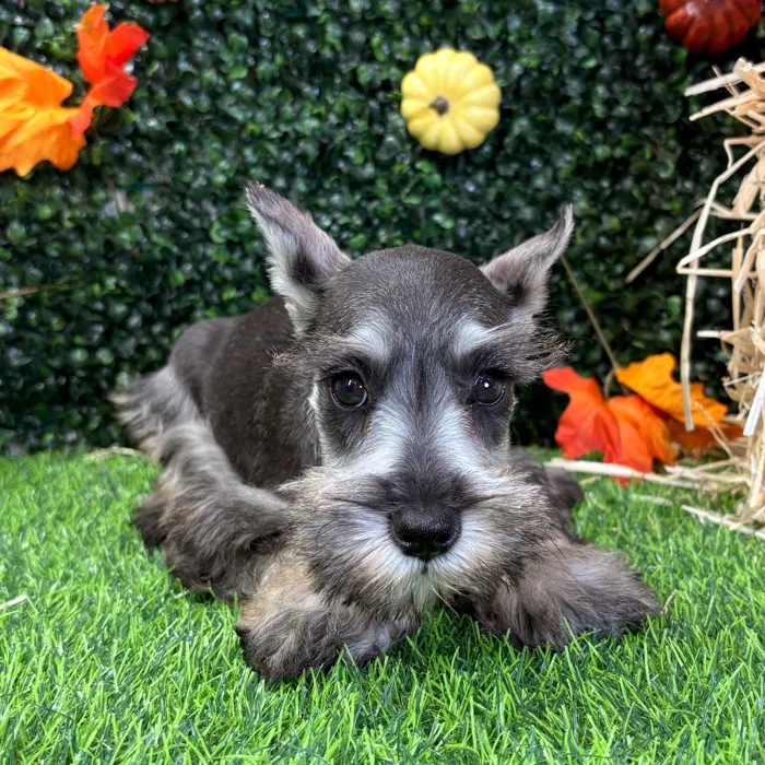 Female Mini Schnauzer puppy named Pippin for sale at Puppy Dreams - Wichita West.