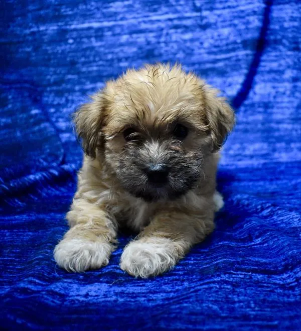 Male Morkie puppy for sale at Puppy Dreams - Wichita West.