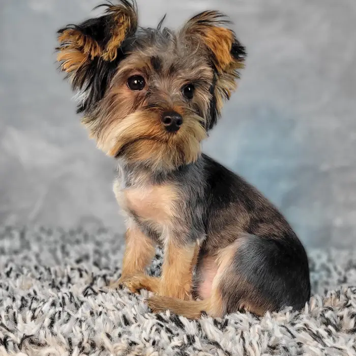 Male Yorkie puppy named Andy for sale at Puppy Dreams - Junction City.