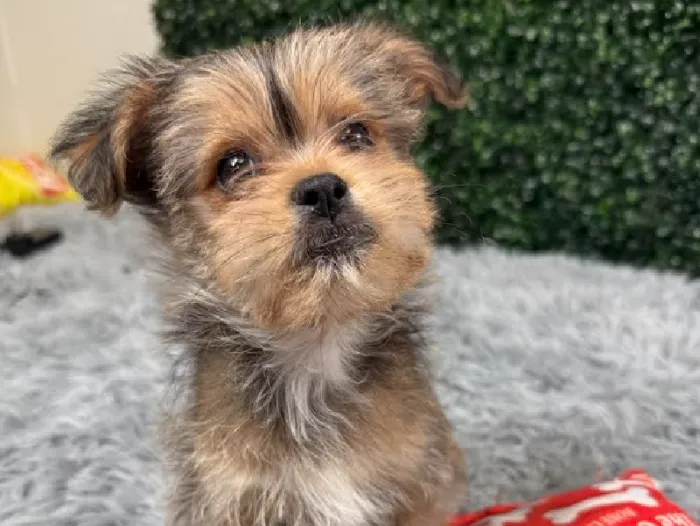 Male Shorkie puppy named Eeyore for sale at Puppy Dreams - Junction City.