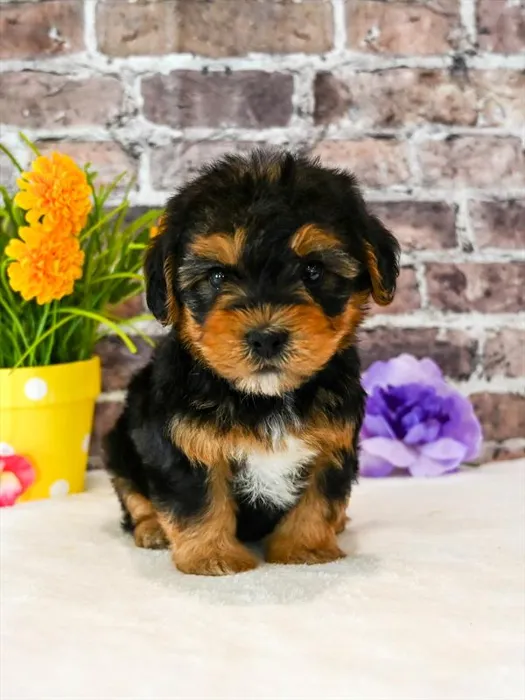 Male Yorkie-Poo puppy for sale at Puppy Dreams - Wichita West.