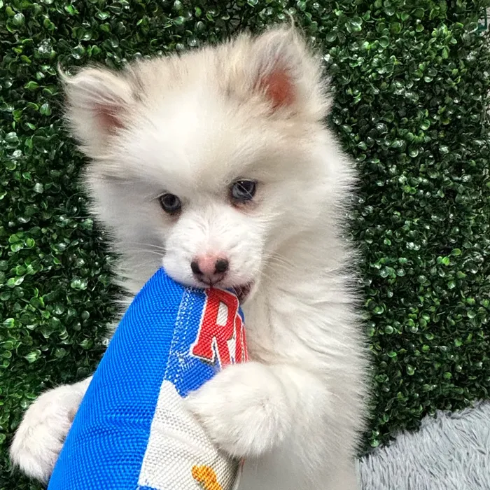 Female Pomsky puppy named Naomi for sale at Puppy Dreams - Wichita West.