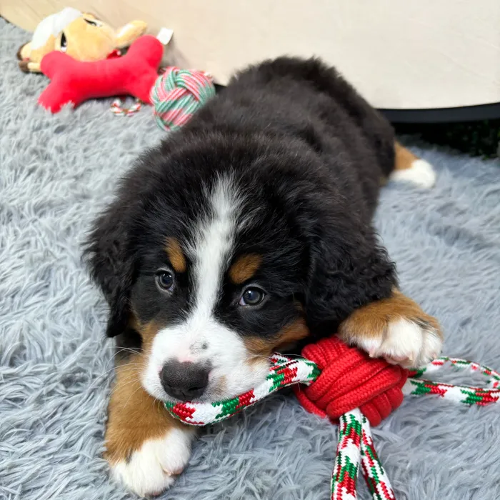 Male Bernese Mountain Dog puppy named Walter for sale at Puppy Dreams - Junction City.