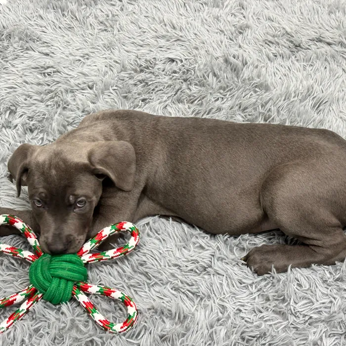Female Cane Corso puppy named Elle for sale at Puppy Dreams - Junction City.
