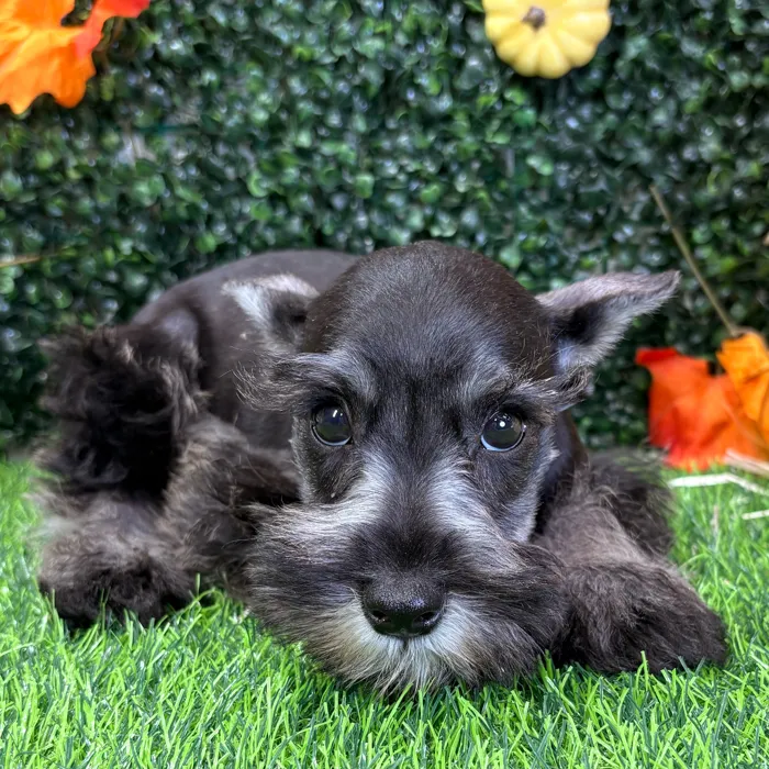 Male Mini Schnauzer puppy named Scottie for sale at Puppy Dreams - Wichita West.