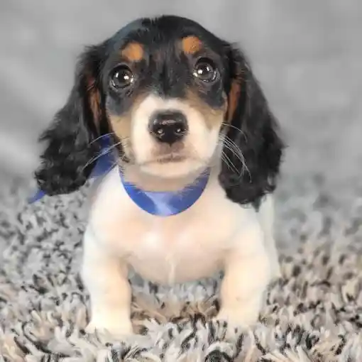 Male Dachshund puppy named General for sale at Puppy Dreams - Junction City.
