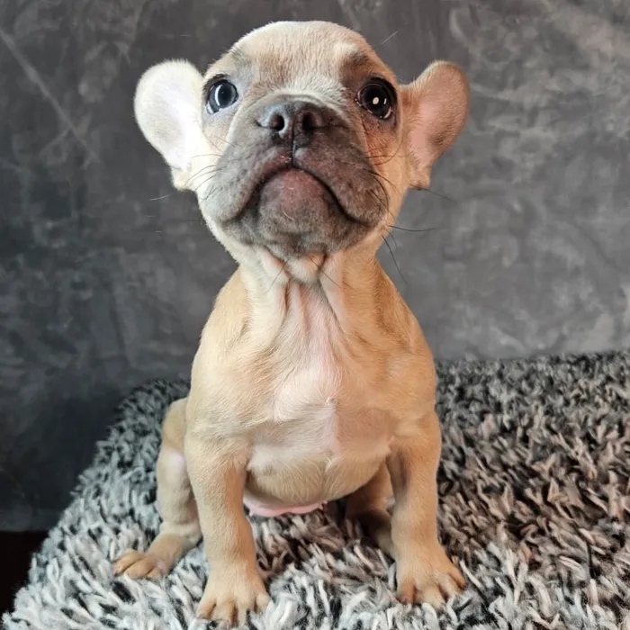 Female French Bulldog puppy named Violet for sale at Puppy Dreams - Junction City.