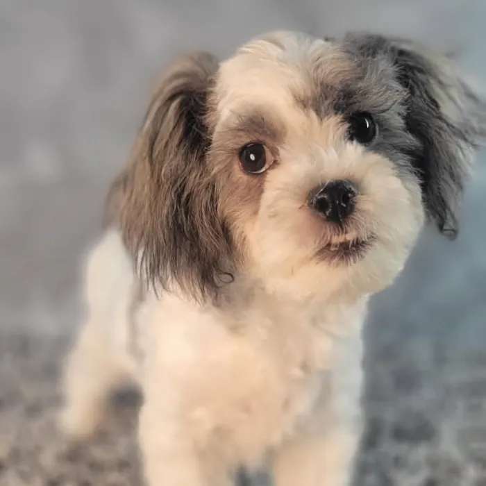 Male Teddy Bear puppy named Duke for sale at Puppy Dreams - Junction City.