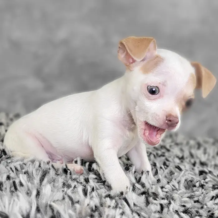 Male Chihuahua puppy named Jacob for sale at Puppy Dreams - Junction City.